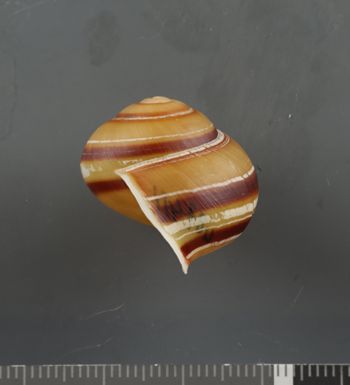 Media type: image;   Malacology 407411 Description: Dry shell;  Aspect: LAT